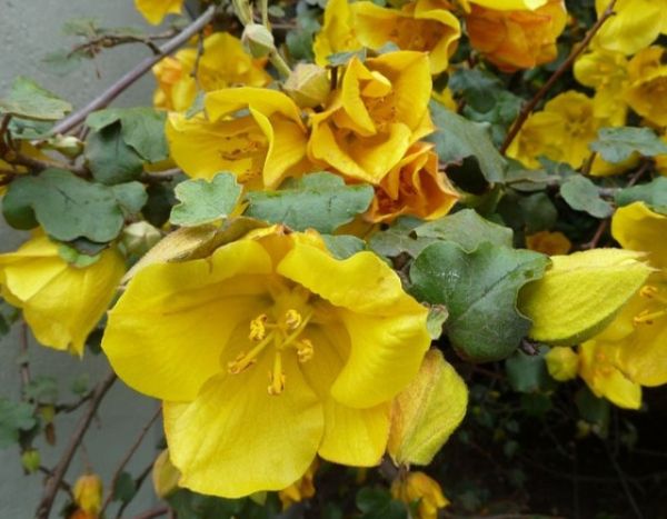 ¿Cómo poner en espaldera y podar el Fremontodendron?