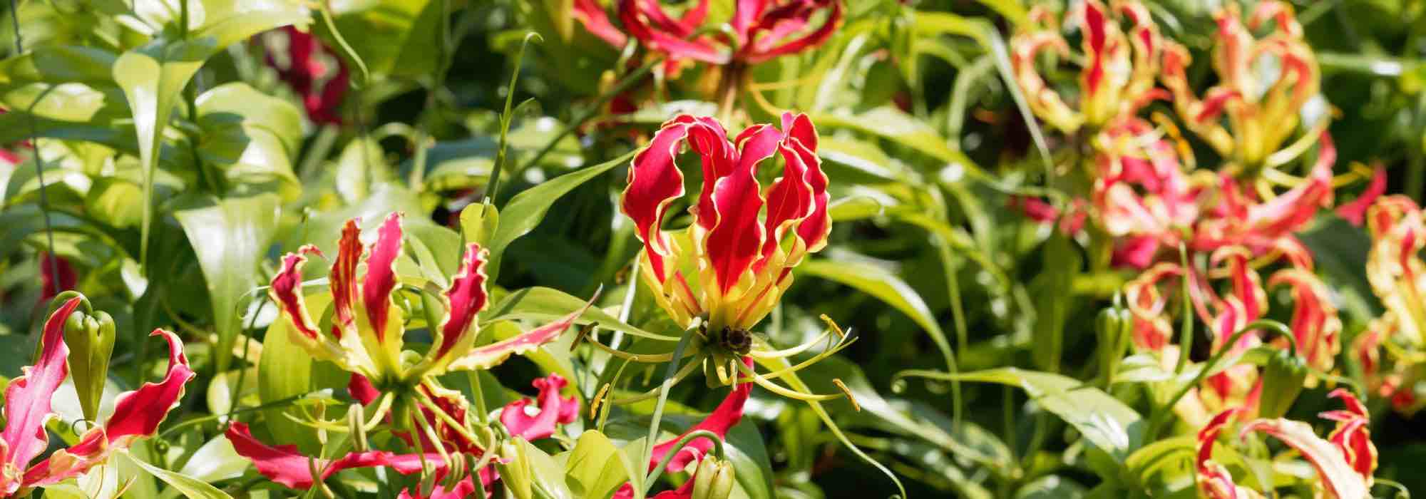 Cultivar la Gloriosa en maceta