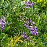 ¿Por qué mi glicina no florece?