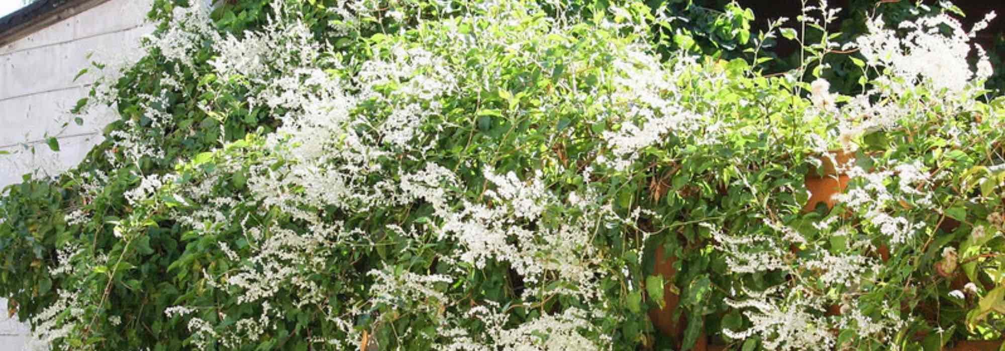 Fallopia, Renouée del Japón: plantación, cultivo, cuidados