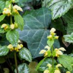 Lamium: 5 variedades con follaje decorativo