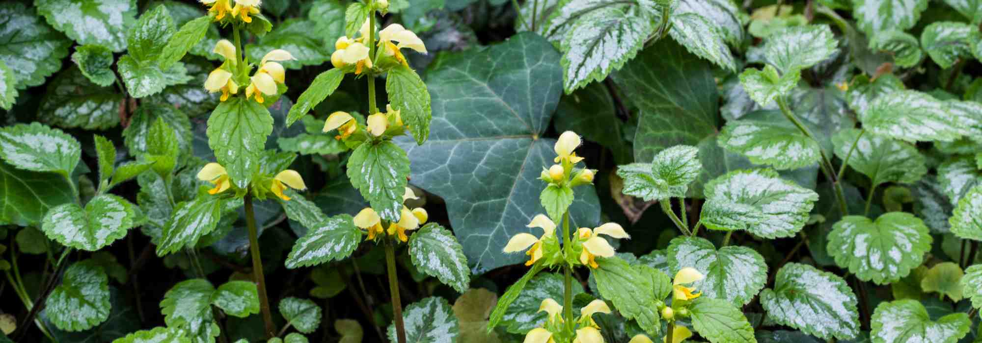Lamium: 5 variedades con follaje decorativo