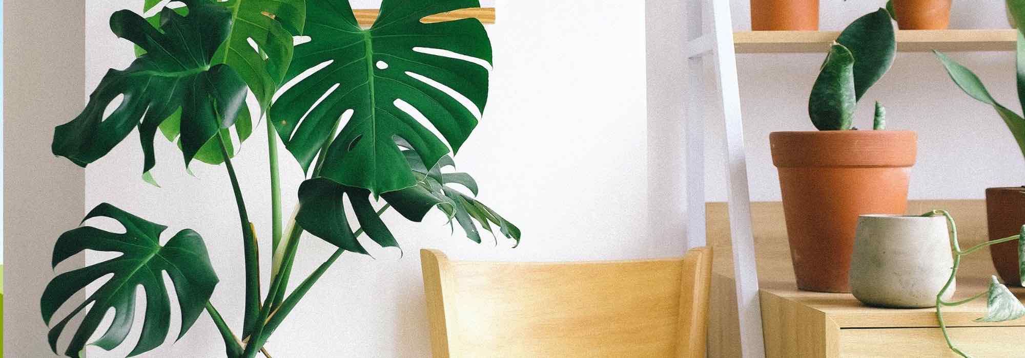 ¿Cómo cultivar el Monstera deliciosa?