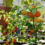 Permacultura urbana: cultivar en superficies pequeñas