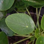 ¿Cómo cultivar la Pilea?