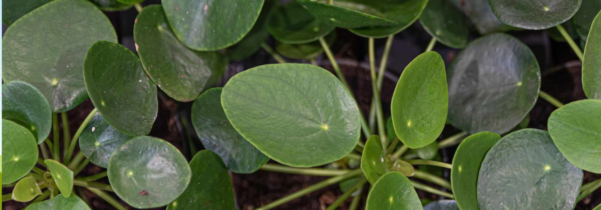 ¿Cómo cultivar la Pilea?