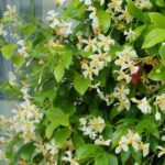 ¿Qué plantar al pie de las enredaderas en macetas?