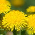 Las plantas silvestres comestibles