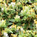 10 plantas perfectas para un jardín íntimo y relajante