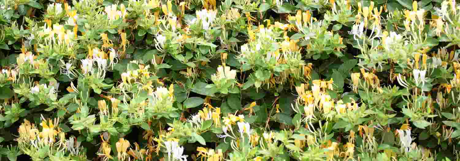 10 plantas perfectas para un jardín íntimo y relajante