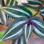 7 plantas de interior colgantes