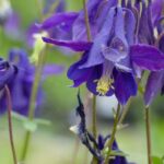 9 vivaces silvestres imprescindibles en un jardín natural