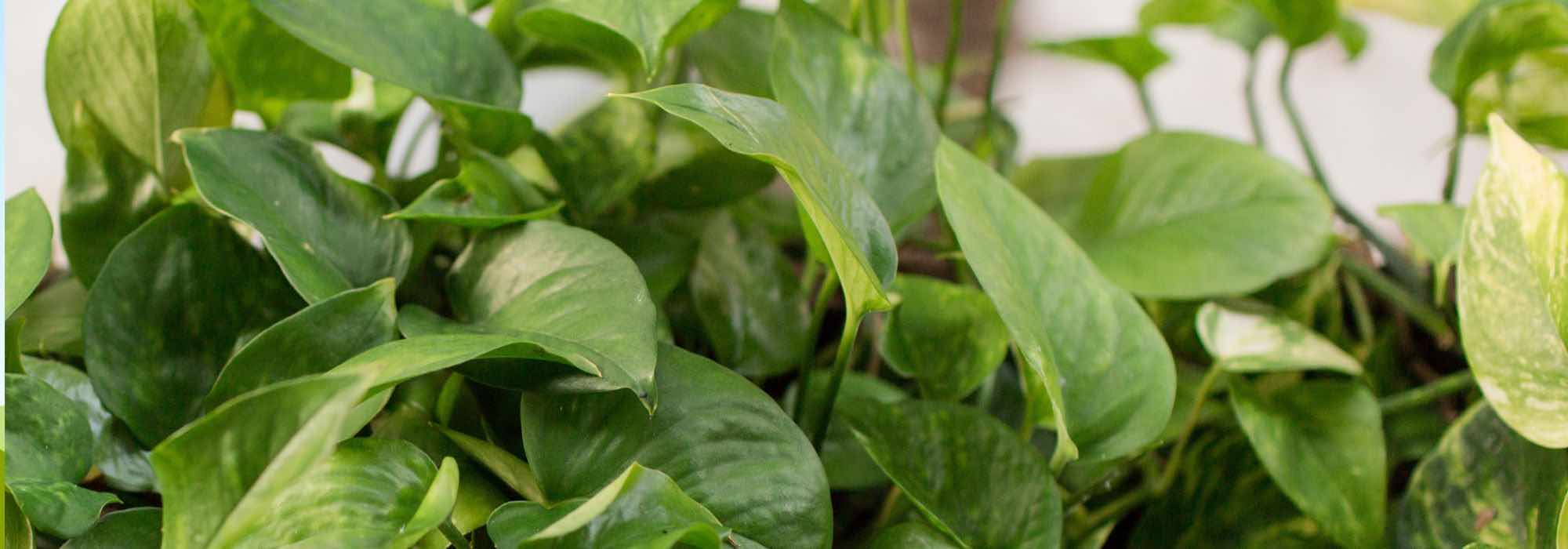 Cómo cultivar un pothos?