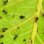 ¿Cómo deshacerse de los pulgones en las plantas de interior?