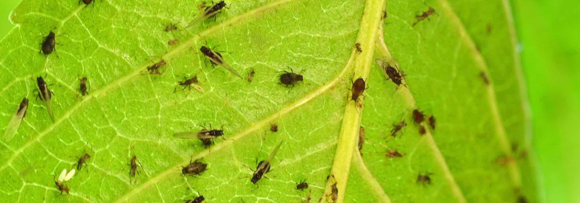 ¿Cómo deshacerse de los pulgones en las plantas de interior?