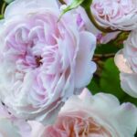 Rosales: las mejores variedades para terreno seco