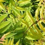 Sorbaria invasivo: ¿cómo limitar su proliferación?