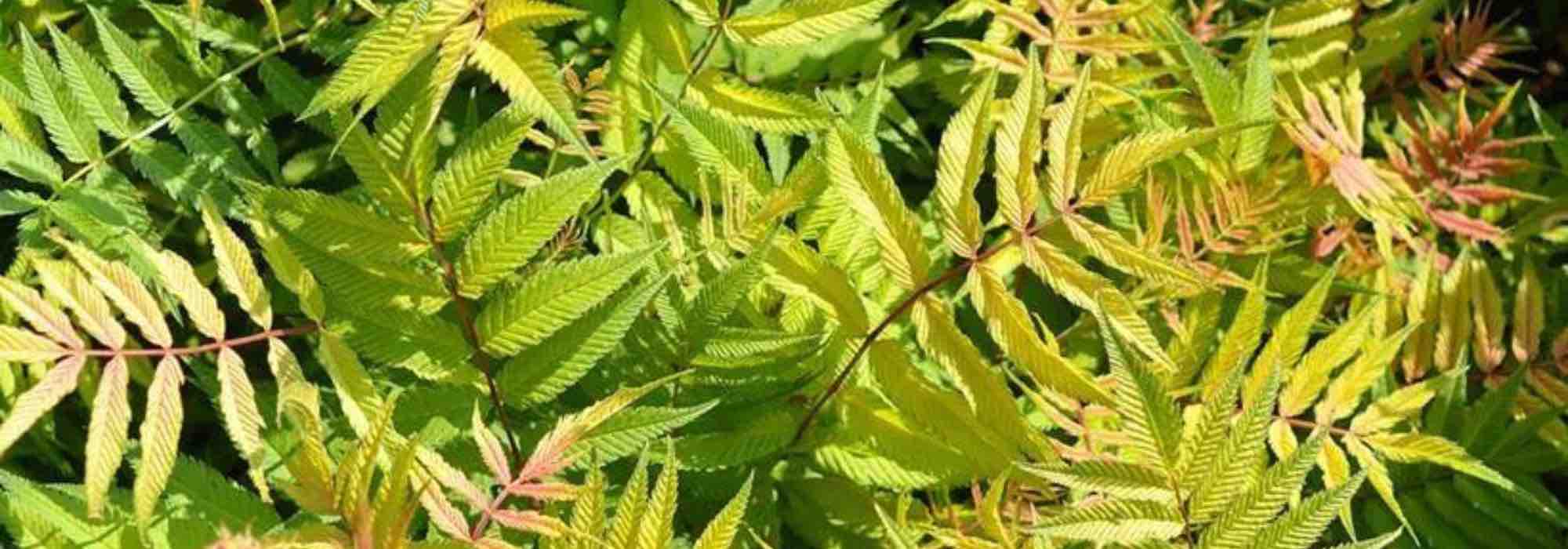 Sorbaria invasivo: ¿cómo limitar su proliferación?