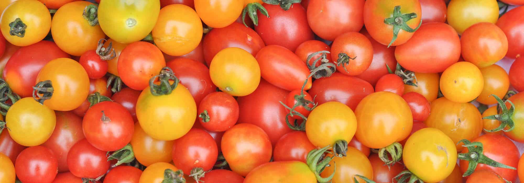 ¿Cómo elegir sus tomates cherri o de tipo cóctel?