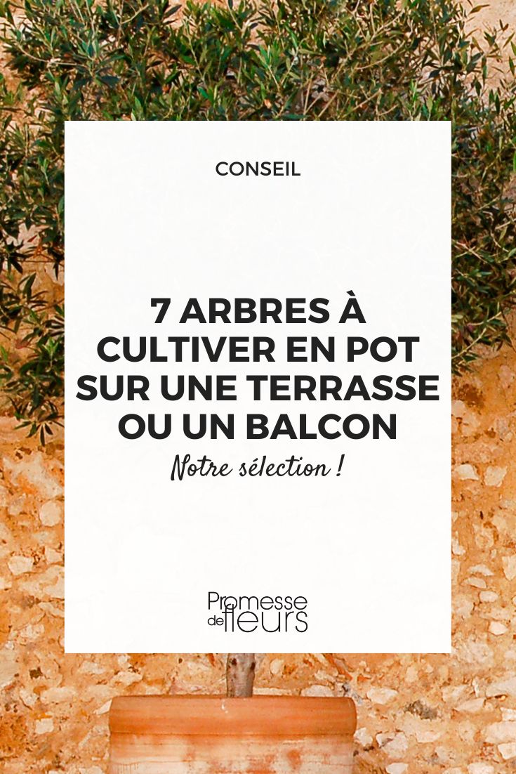 árbol en maceta o en contenedor