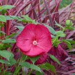¿Cómo multiplicar el Hibiscus palustre mediante esquejes?