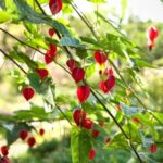 ¿Cómo hacer esquejes de Abutilon?