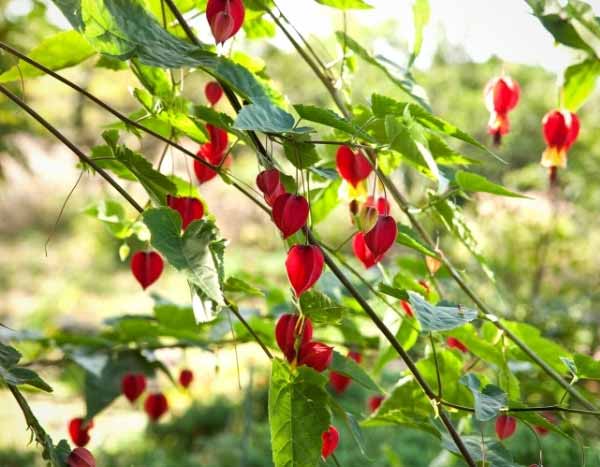 ¿Cómo hacer esquejes de Abutilon?