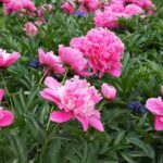 ¿Cómo dividir una Peonía siberiana?