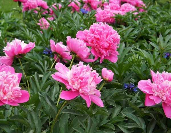 ¿Cómo dividir una Peonía siberiana?