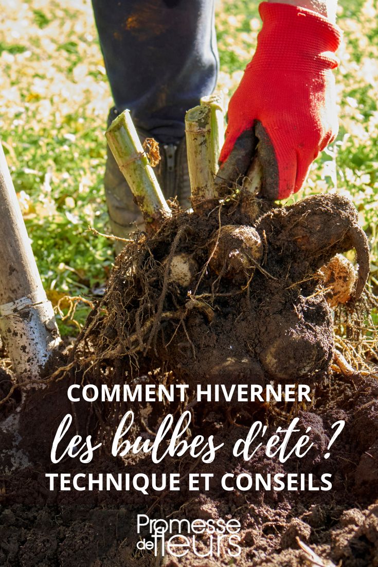 invernar bulbos de verano dalias gladiolos cañas de las Indias