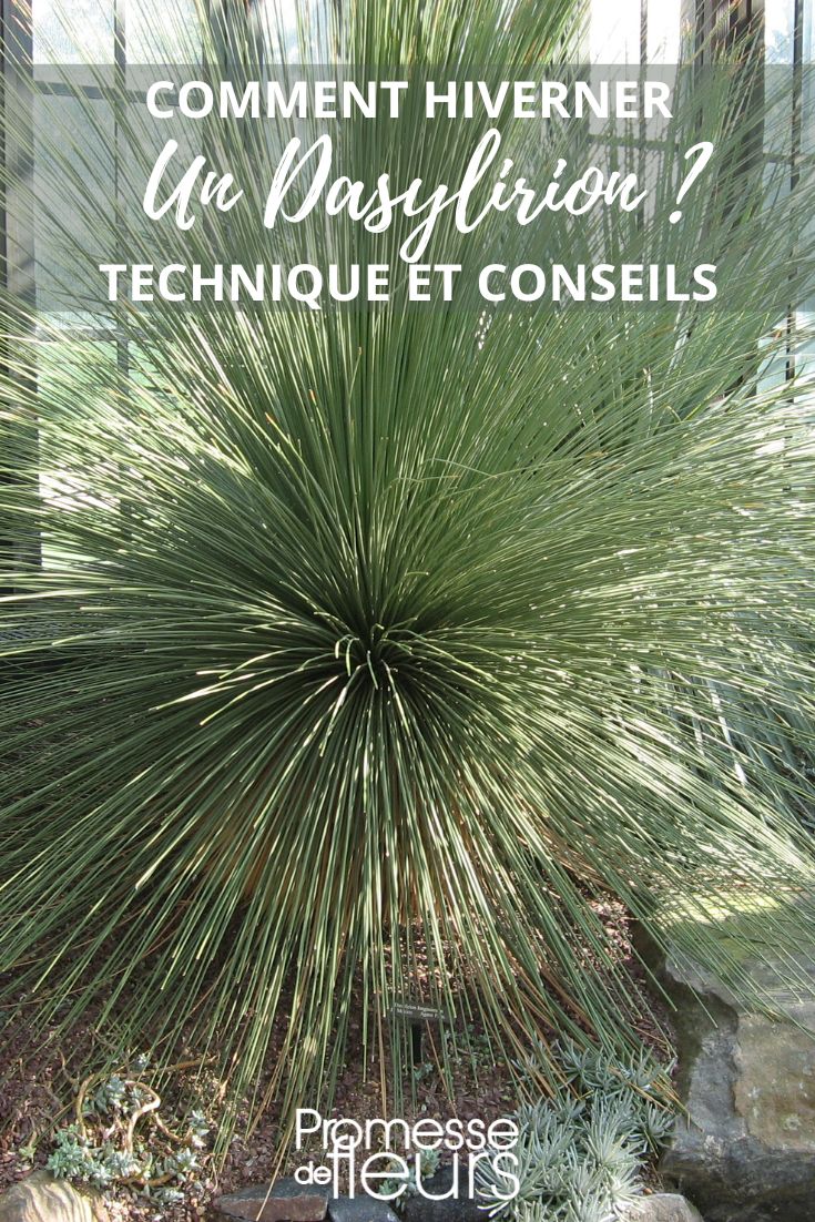 proteger un dasylirion en invierno