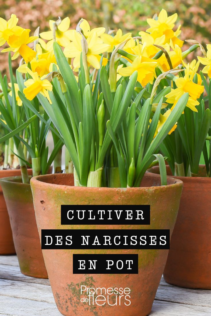 # Cultivar narcisos en maceta

Los narcisos son bulbos de primavera encantadores que también pueden cultivarse fácilmente en macetas. Aquí tienes nuestros consejos para disfrutar de su floración en tu balcón o terraza.

## Elección de la variedad
Prefiere variedades enanas como:
- 'Tête-à-Tête' (15-20 cm)
- 'Minnow' (20 cm)
- 'Jetfire' (25 cm)

## Plantación
1. **Época**: de septiembre a noviembre
2. **Maceta**: mínimo 20 cm de profundidad con agujeros de drenaje
3. **Sustrato**: mezcla de tierra para macetas con un poco de arena
4. **Profundidad**: planta los bulbos a 2-3 veces su altura
5. **Densidad**: 5-7 bulbos por maceta de 20 cm de diámetro

## Cuidados
- **Riego**: mantener el sustrato húmedo pero no encharcado
- **Exposición**: pleno sol o sombra parcial
- **Abono**: un poco de fertilizante para bulbos al plantar
- **Protección**: en regiones muy frías, protege las macetas en invierno

## Después de la floración
- Corta las flores marchitas pero deja las hojas hasta que se sequen naturalmente
- Puedes dejar los bulbos en la maceta o desenterrarlos y guardarlos en un lugar fresco y seco

Con estos sencillos cuidados, tus narcisos en maceta florecerán generosamente cada primavera, llenando tu espacio exterior de color y alegría.