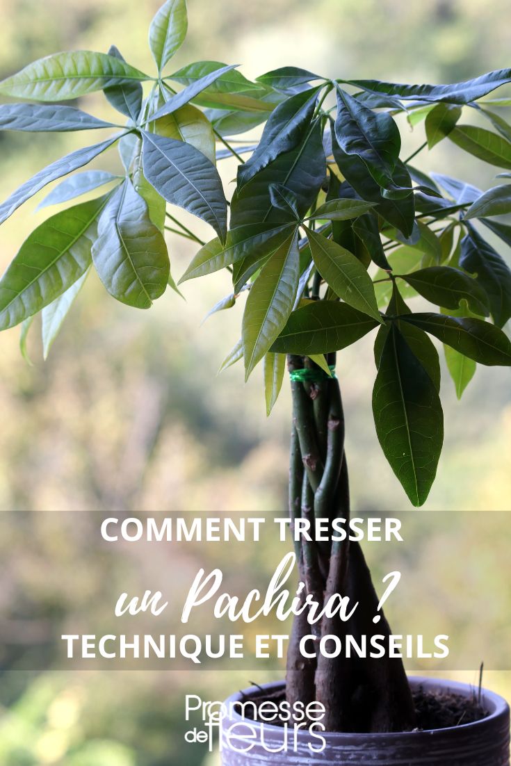 pachira (no requiere traducción, ya que es un nombre propio de planta que se mantiene igual en español)