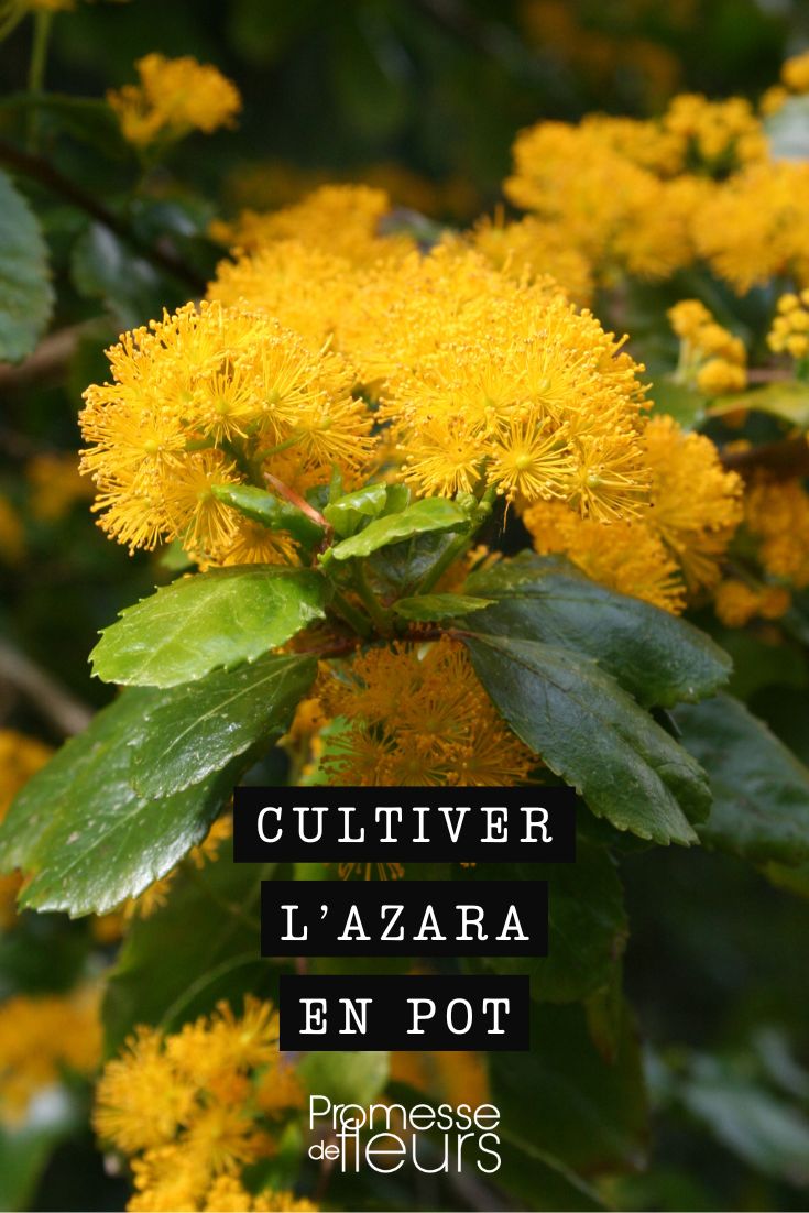 nuestros consejos para cultivar el azara en maceta