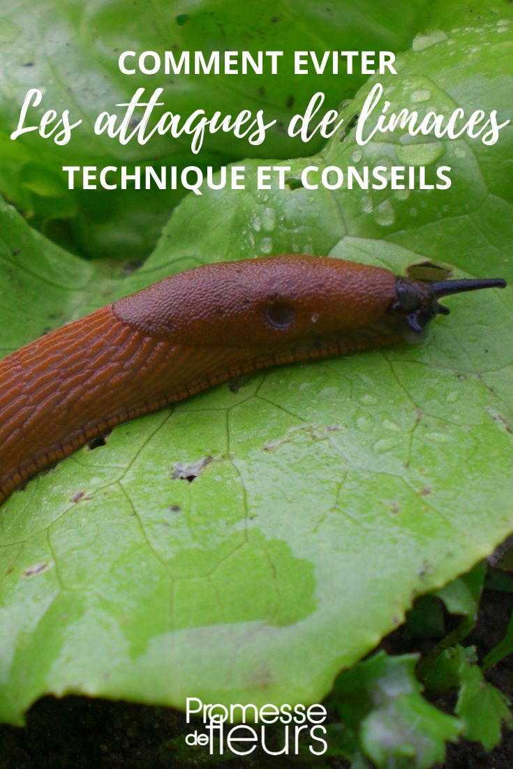 controlar las babosas en las lechugas