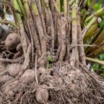 ¿Cómo invernar los bulbos de verano?