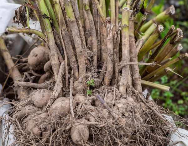 ¿Cómo invernar los bulbos de verano?