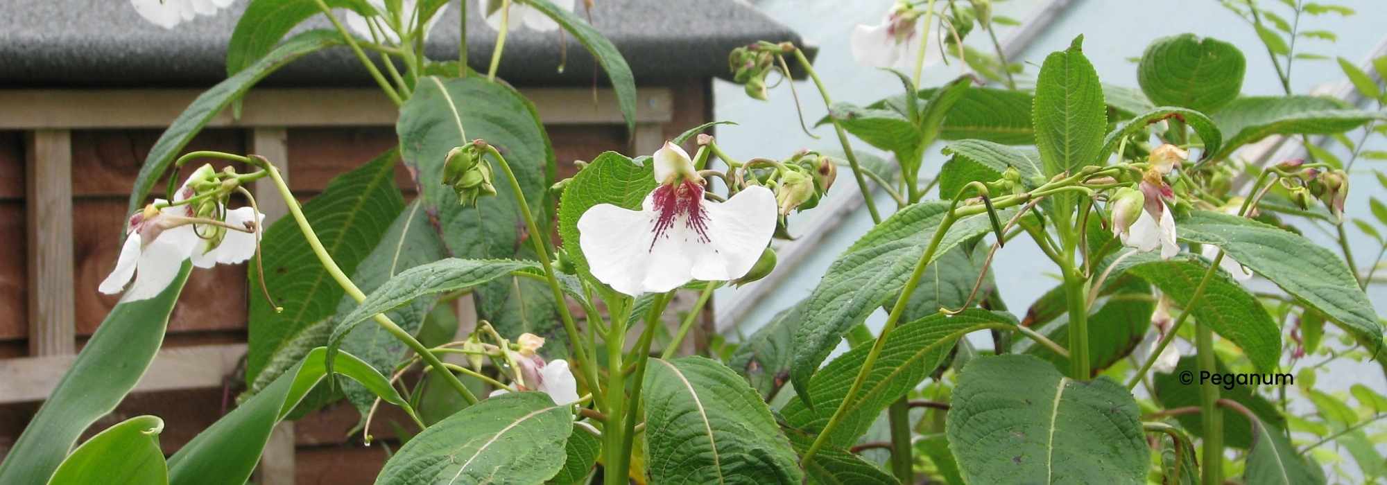 Impatiens perenne: plantación y cuidado