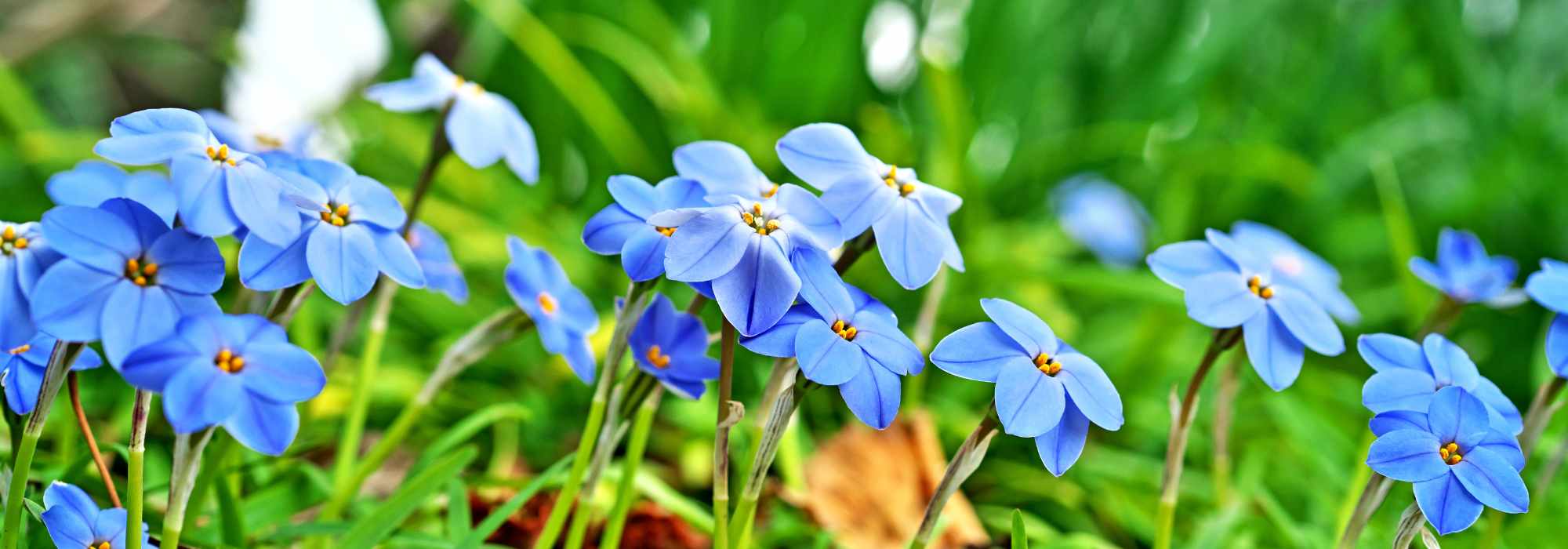Cultivar el Ipheion en terreno abierto o en maceta