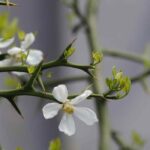 Plantas gráficas y picantes: un toque de originalidad para tu jardín