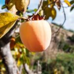 ¿Cómo cosechar y conservar los caquis?