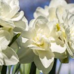 5 variedades de Narcisos de flores blancas