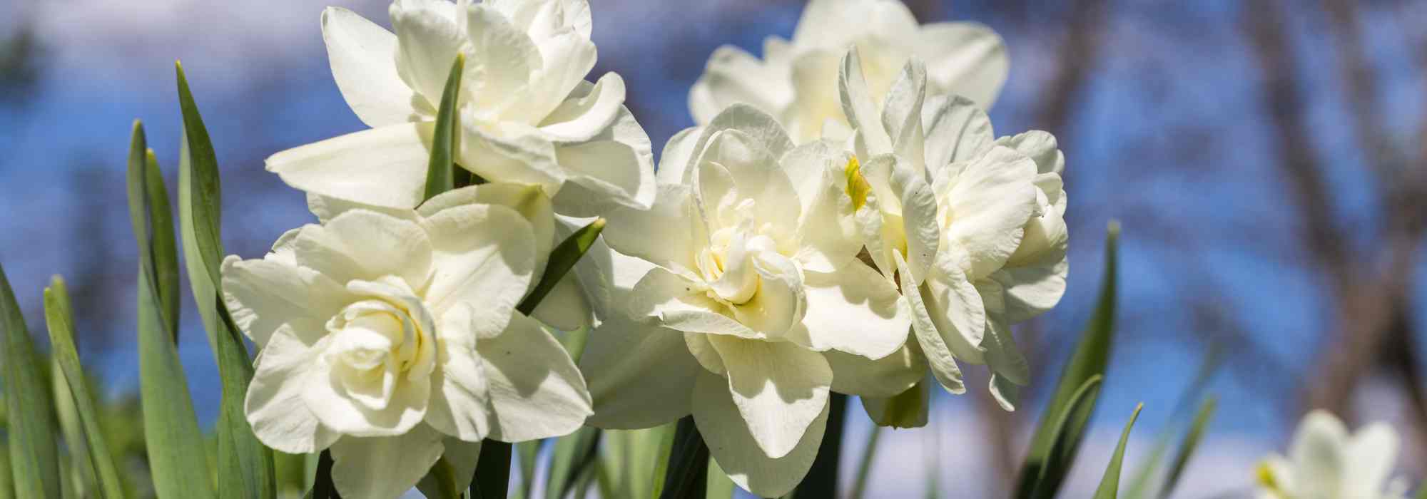 5 variedades de Narcisos de flores blancas
