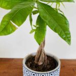 ¿Cómo trenzar un Pachira?