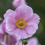 Anémona del Japón: ¿cómo hacer un esqueje de raíces?