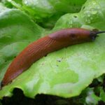 Dos trucos de jardinero para evitar los ataques de babosas en las lechugas