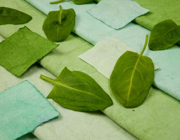 Tinte vegetal: ¿cómo hacer una tintura natural con plantas del jardín?