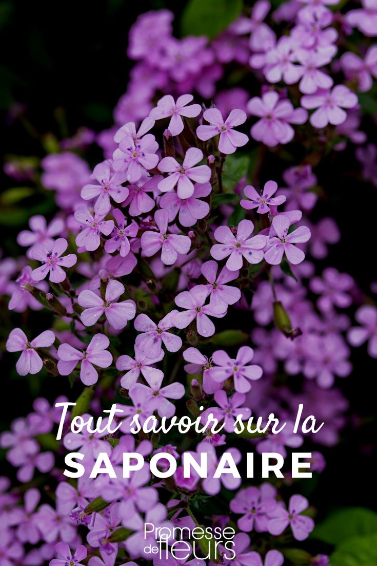 Pinterest - Fichas de plantas Todo lo que necesitas saber (1)