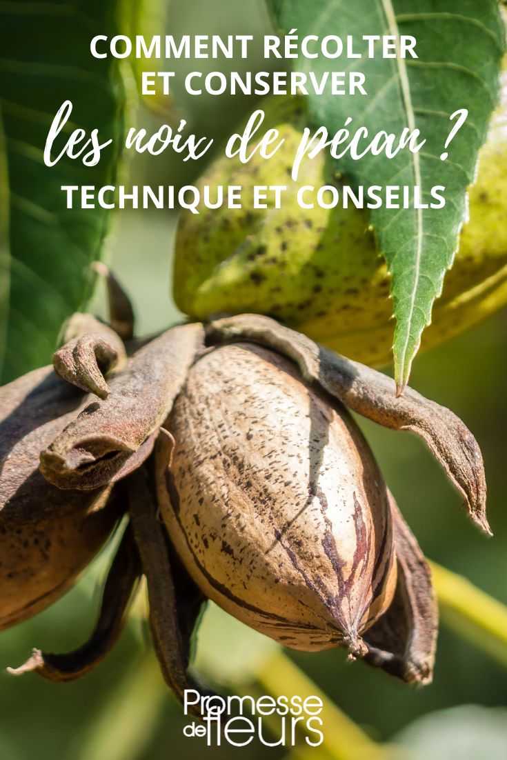 cosechar y conservar nueces de pecán del pacano