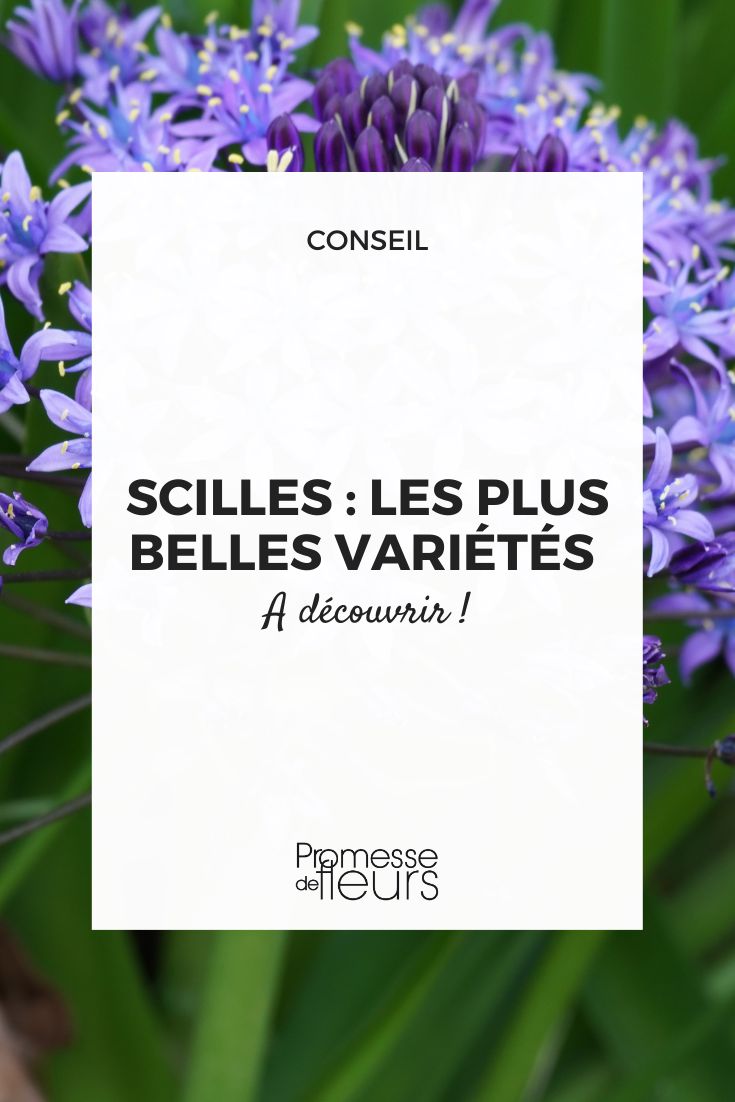 Especies de Scilla en el jardín